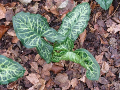 Arum italicum subsp. italicum 'Gold Rush'